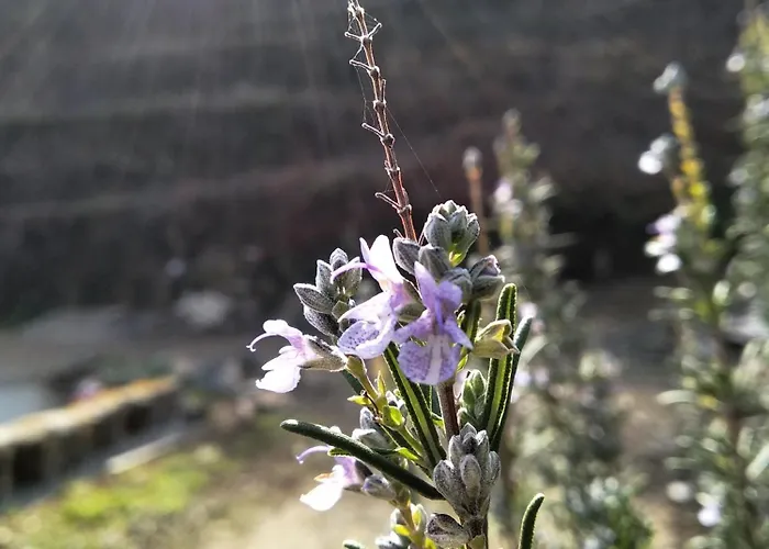 Prázdninový dům Casa Da Quinta Do Porto Lamego